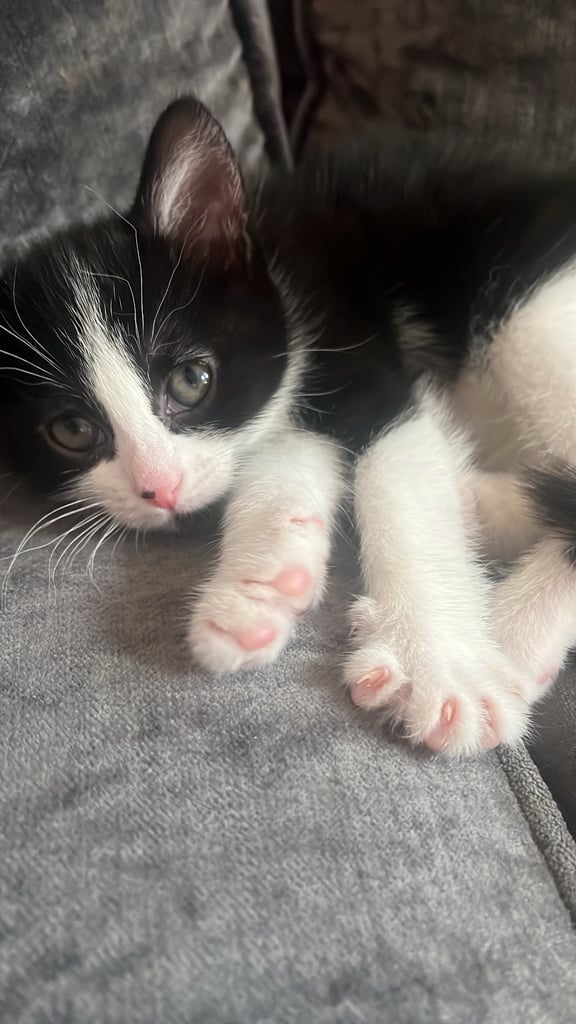 Kitten - ready for new home