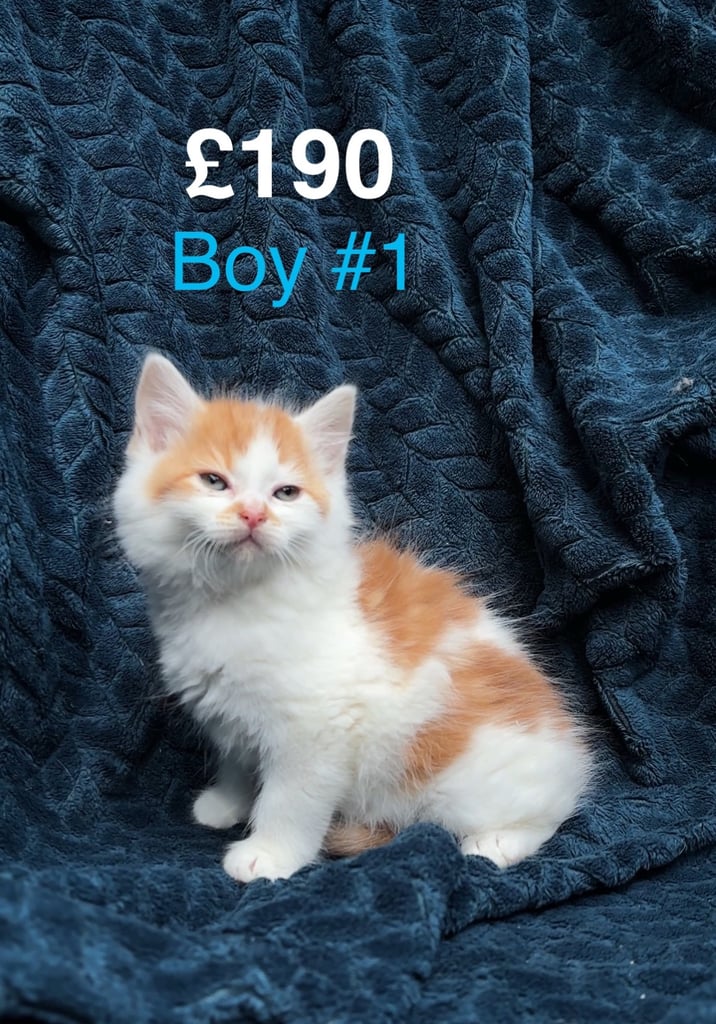 Beautiful Long hair, half persian kittens!