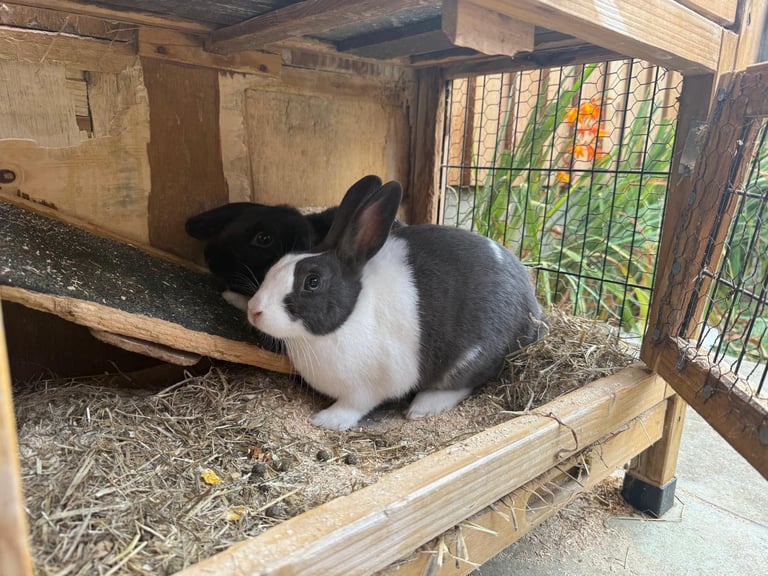 2 male rabbits 7months old