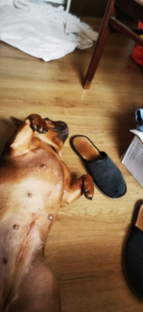 French Bulldog