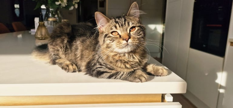 Beautiful, Affectionate Male Kitten - ready to go now