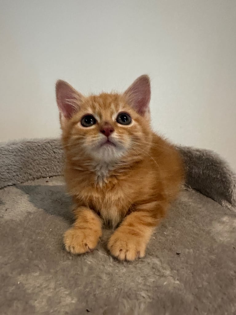 Ginger kittens available