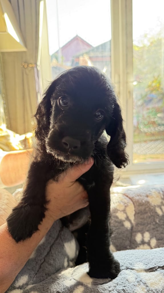 Labradoodle cross cockapoo puppy’s 