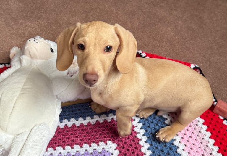 Dachshund miniature cream boy stunning K/C reg and K/C pedigree 