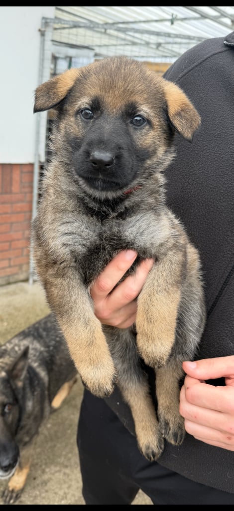 German Shepherd Puppies (Working Line)