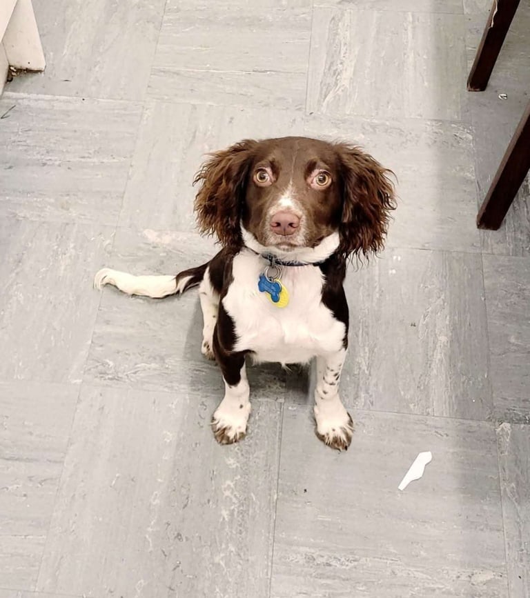 One year old cocker spaniel 