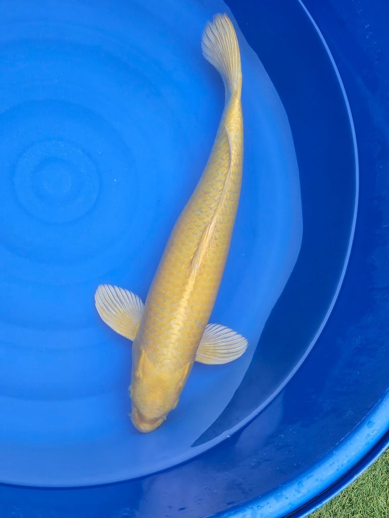 Large Japanese koi fish for sale 