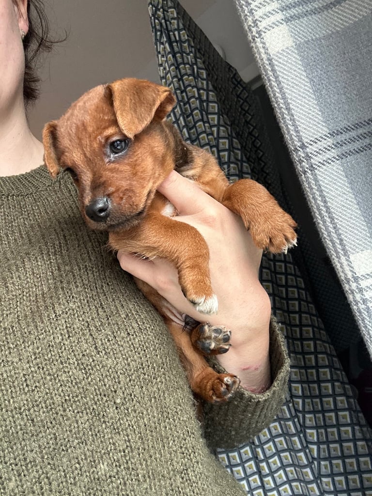 Beautiful Boy terrier puppy “SOCKS” 