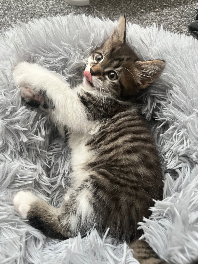 Cute fluffy tabby kitten