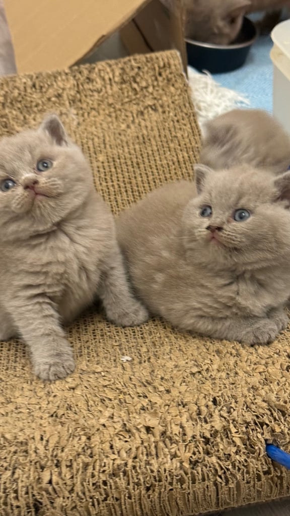 Pedigree BSH kittens 