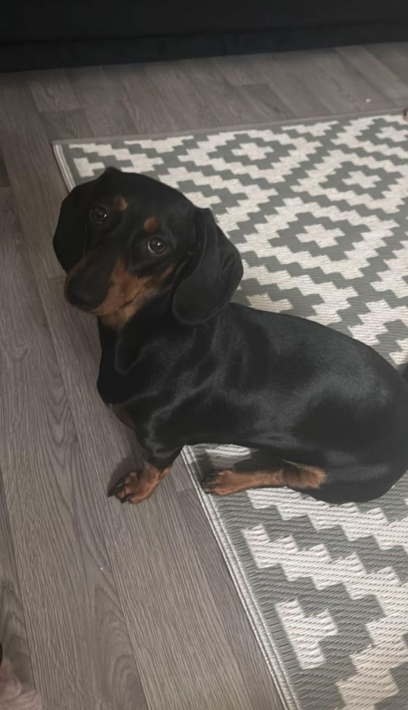 dachshund miniature