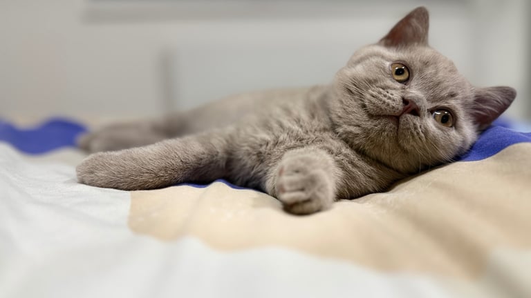 British shorthair kittens for sale