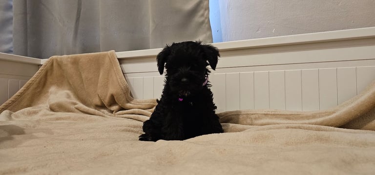 Miniature Schnauzer Puppies - 7 Adorable Girsl waiting for a loving forever homes. 