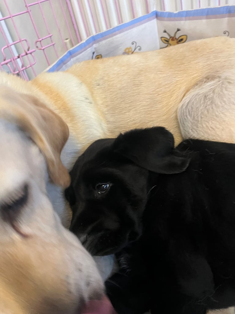 Gorgeous black male labrador 