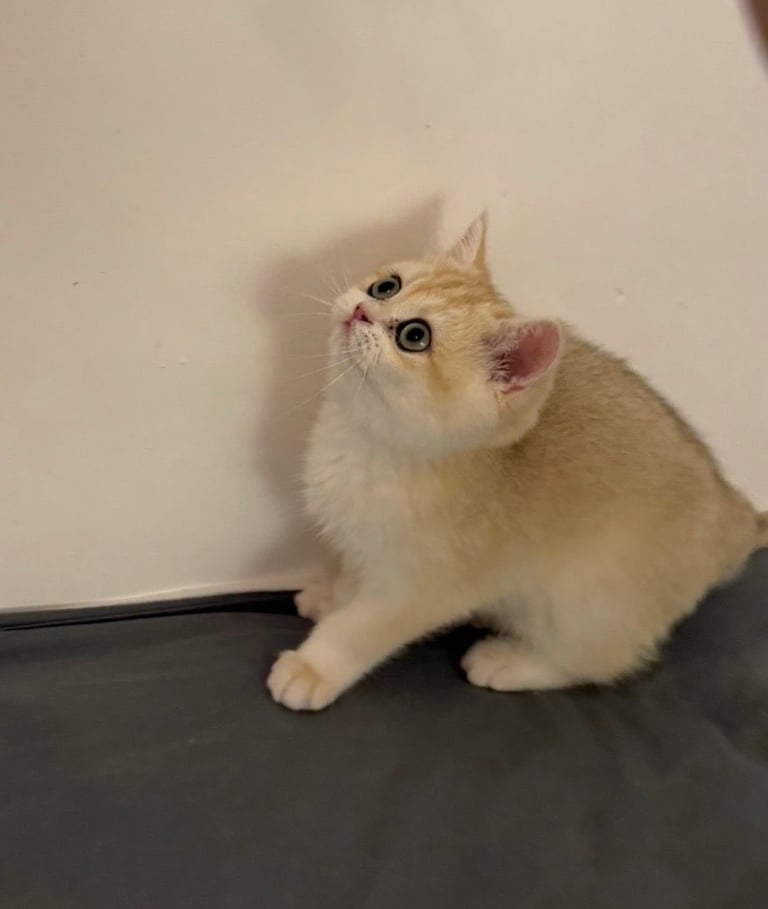 Tica registered pedigree Golden British Shorthair Kitten