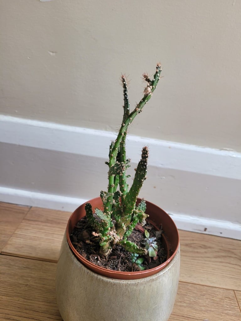 Drooping princly pear cactus