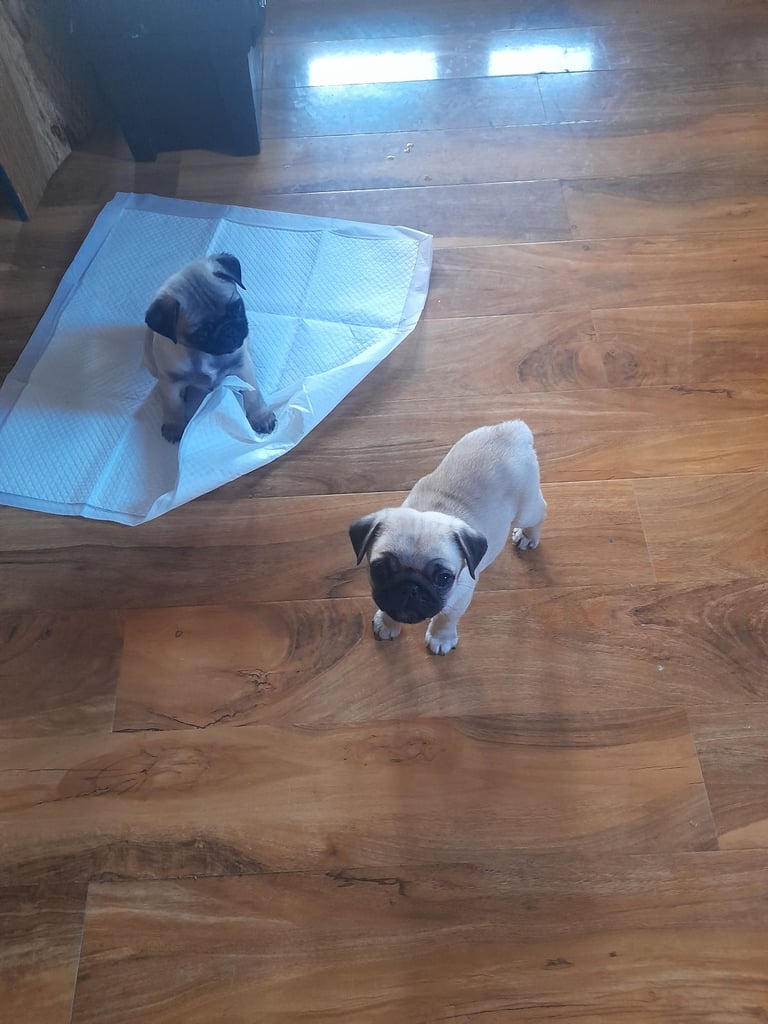 Pug puppies