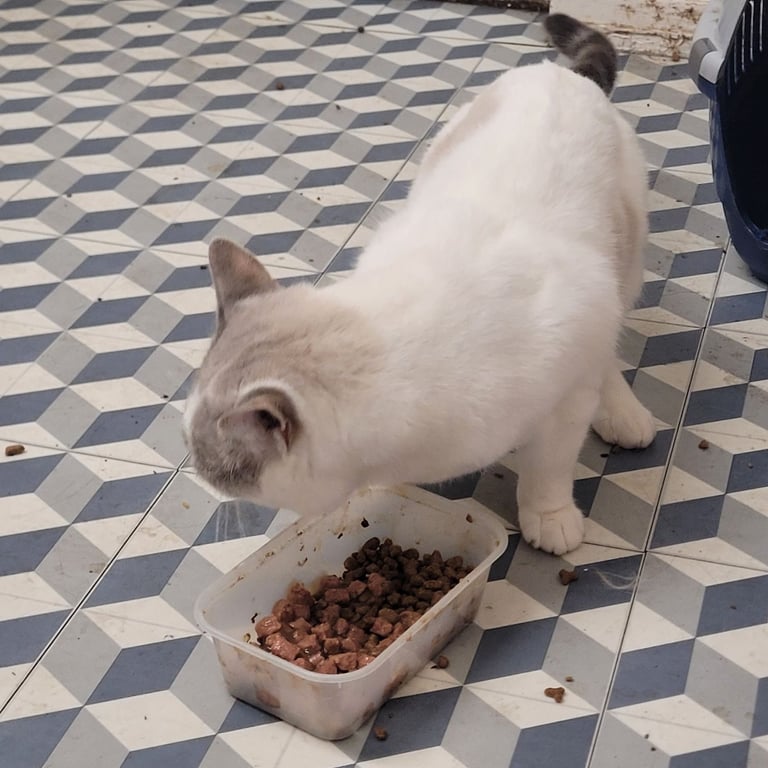 image for Cat