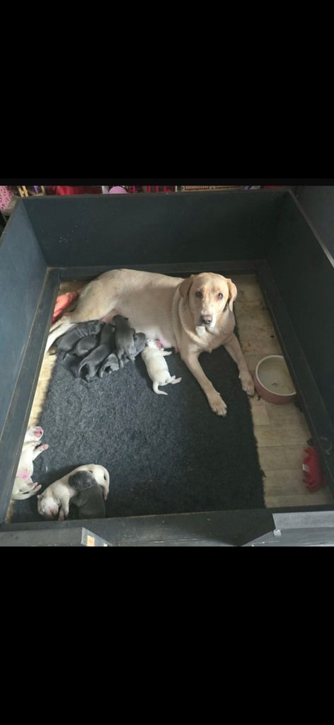 Ready for their forever homes Gorgeous top pedigree charcoal champagne Labrador