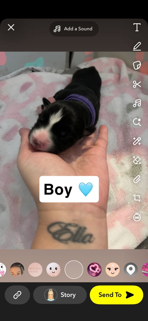 Borsky puppies !! SOLD SOLD !!