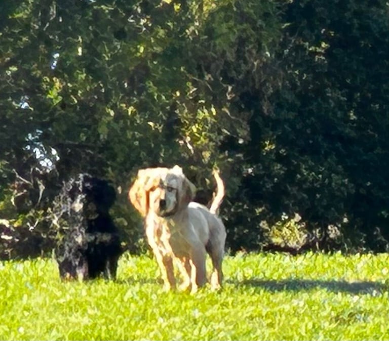 Cockerpoo 