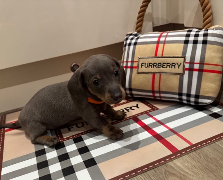 Miniature dachshund puppies