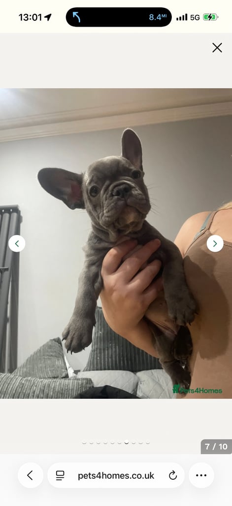 French bulldog 