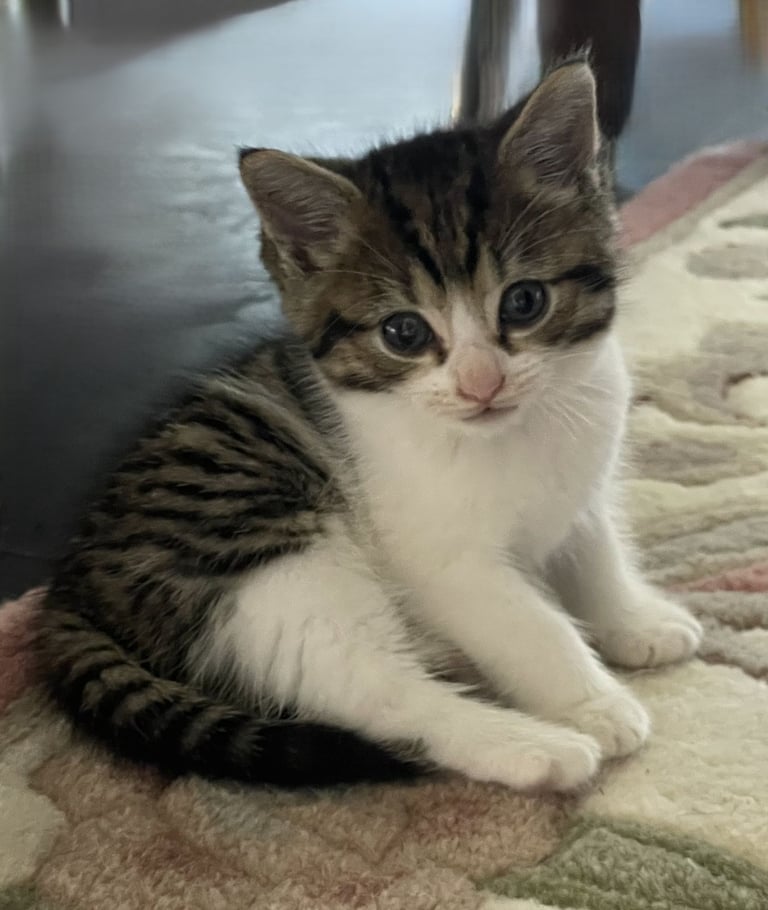 4 Sweet tempered kittens looking for loving homes