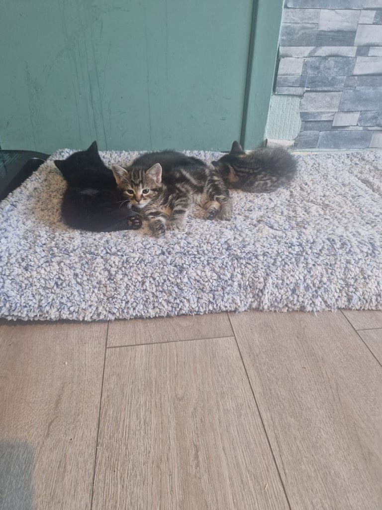 Kittens for sale