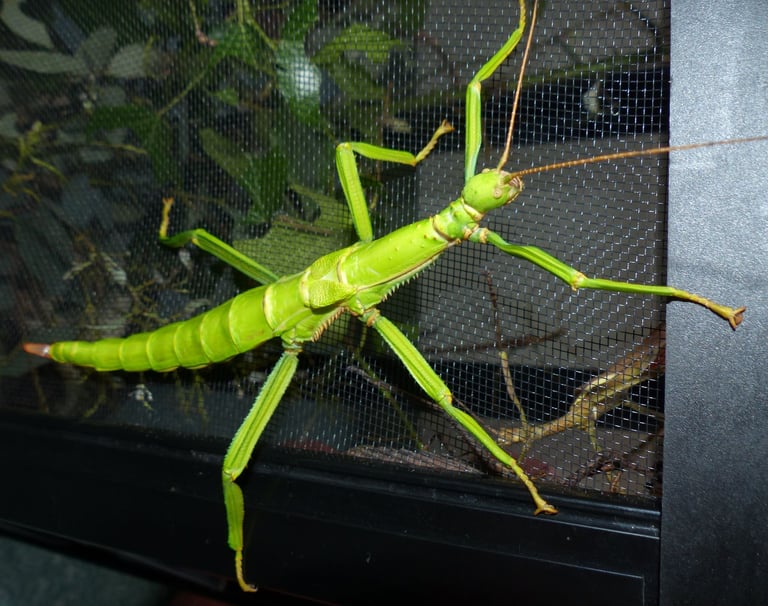 Stick Insects    Green Bean, Sabah, Sunny, and others