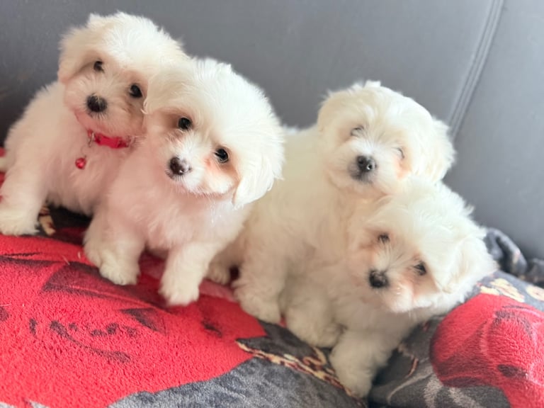 Maltese puppy’s 