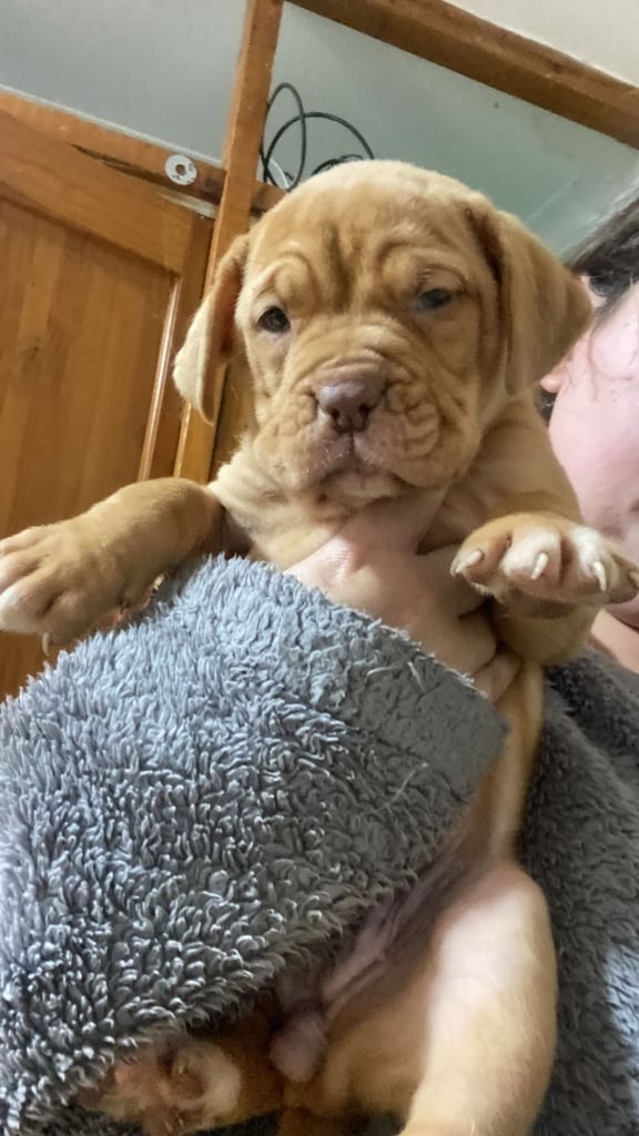 Staffie x Dogue de bordeaux puppies