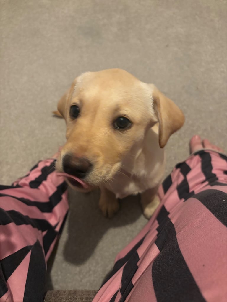 Nova