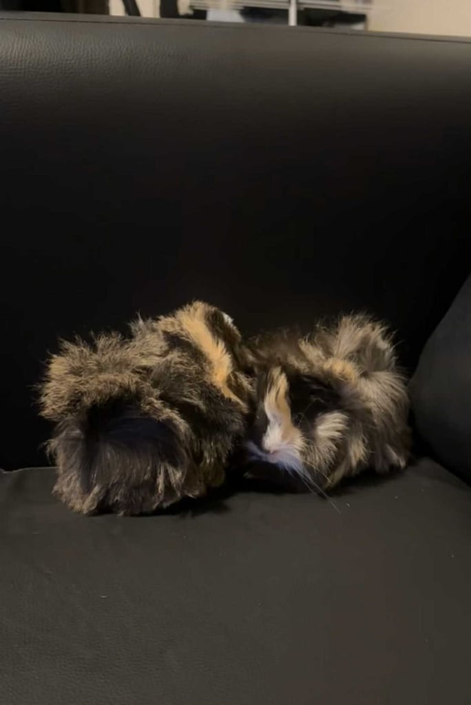 image for Guinea pigs 
