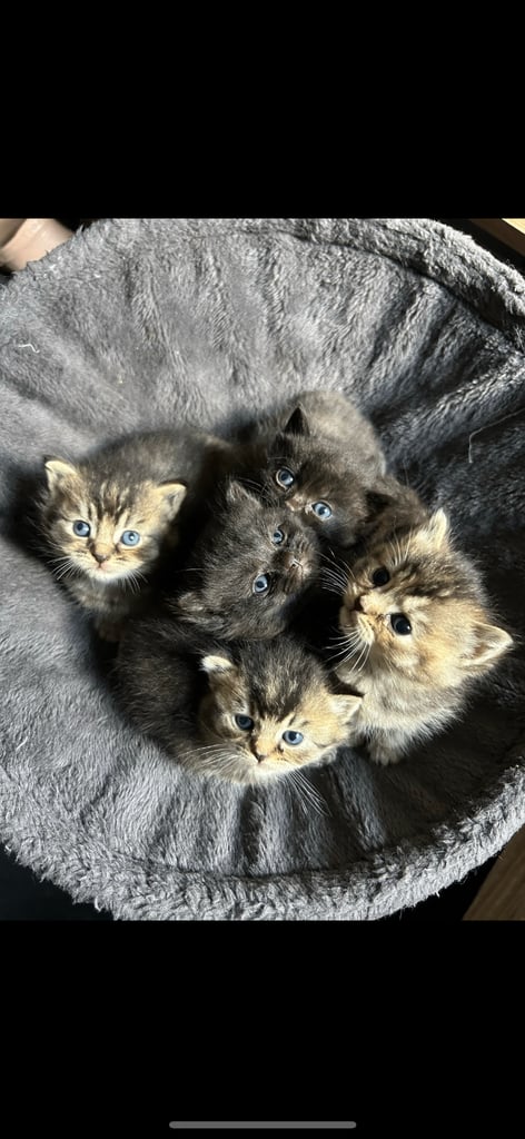 image for British short hair X tabby kitten