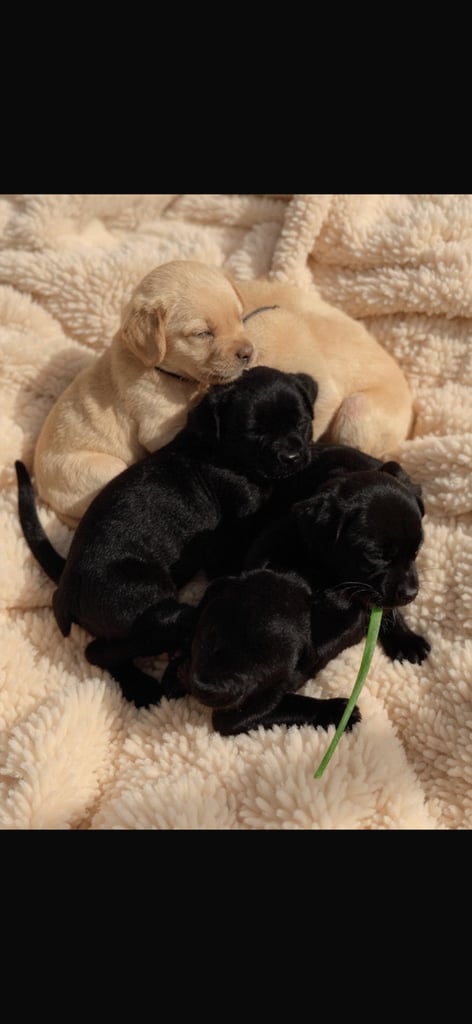 Labrador puppies 🐶