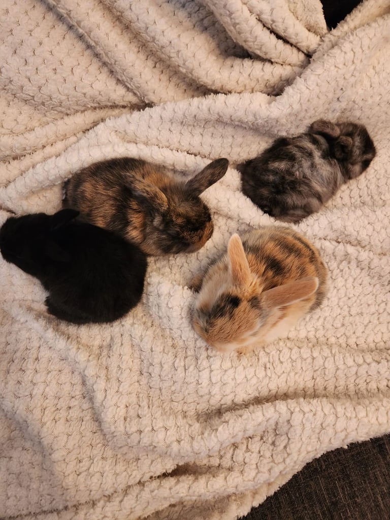 Baby rabbits 