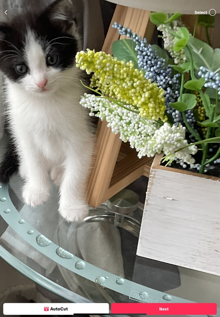 2 beautiful female kittens for sale 