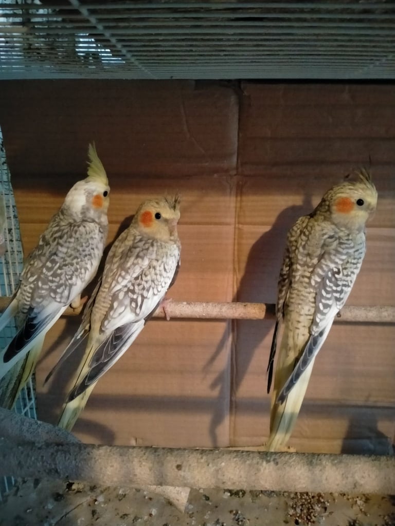 Cockatiels and Budgies - Bristol 
