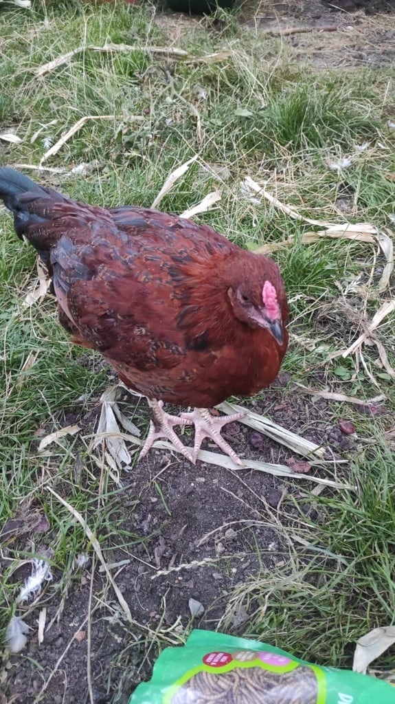Barred Rock Rooster and aseel/asil rooster