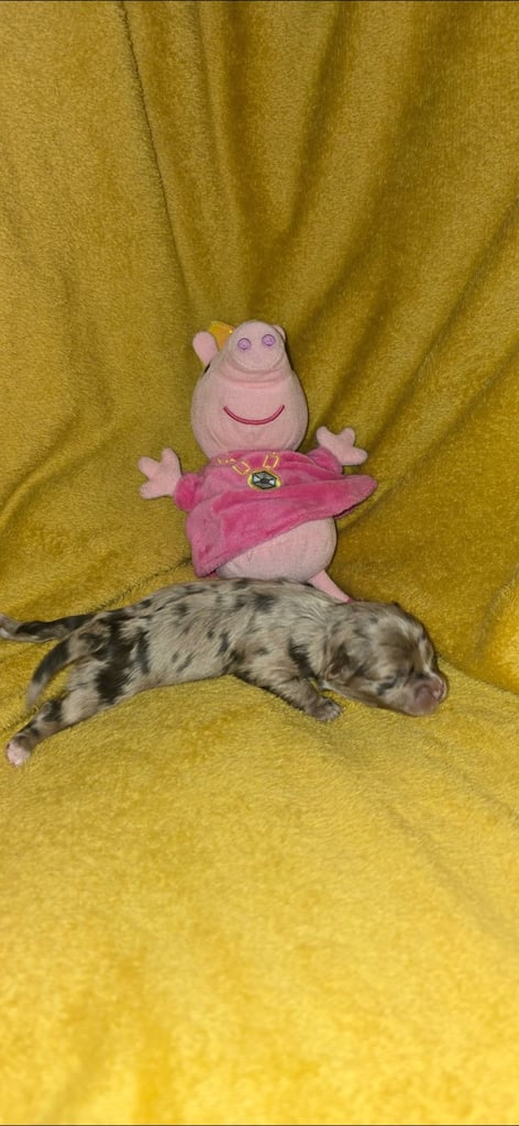 1 time miniature pomapoos 