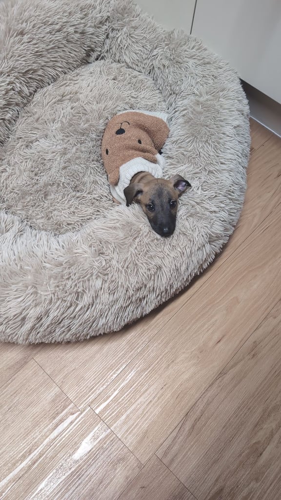 Whippet x puppy 