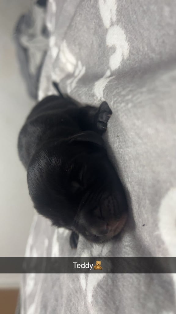 Lab x staffie pups 