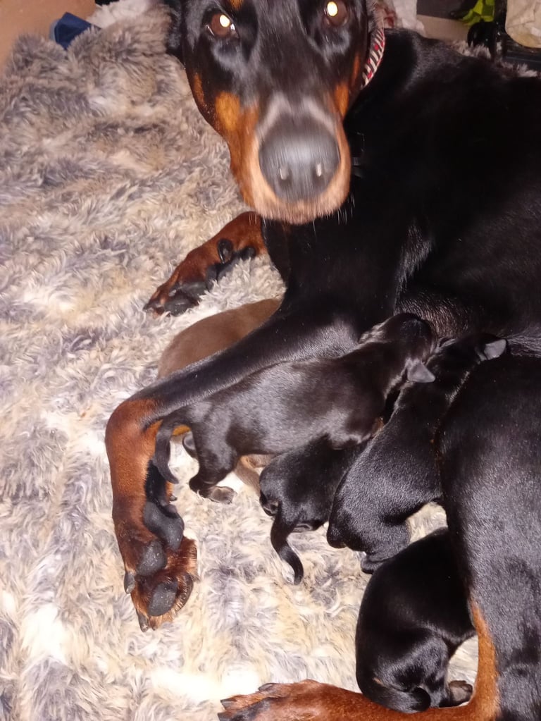 Pure breed superb lines Doberman pups