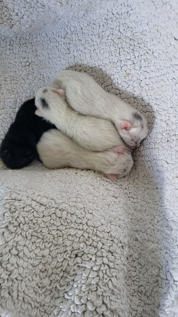 Beautiful Newborn Kittens 07