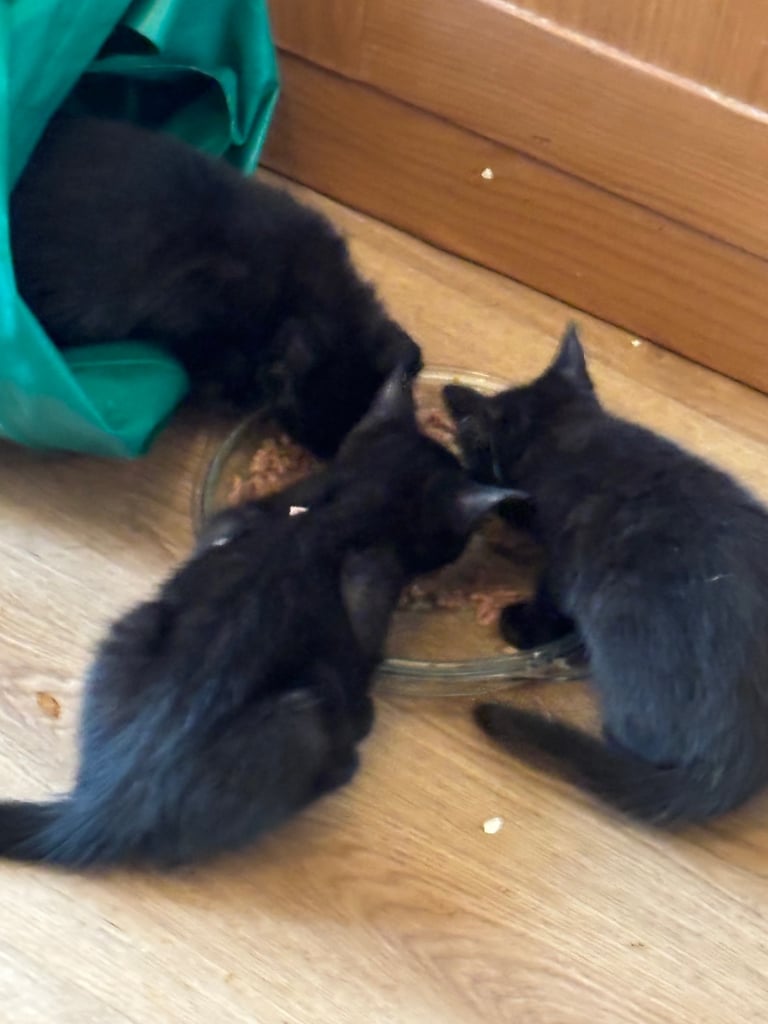 4 beautiful little black kittens looking for a new home