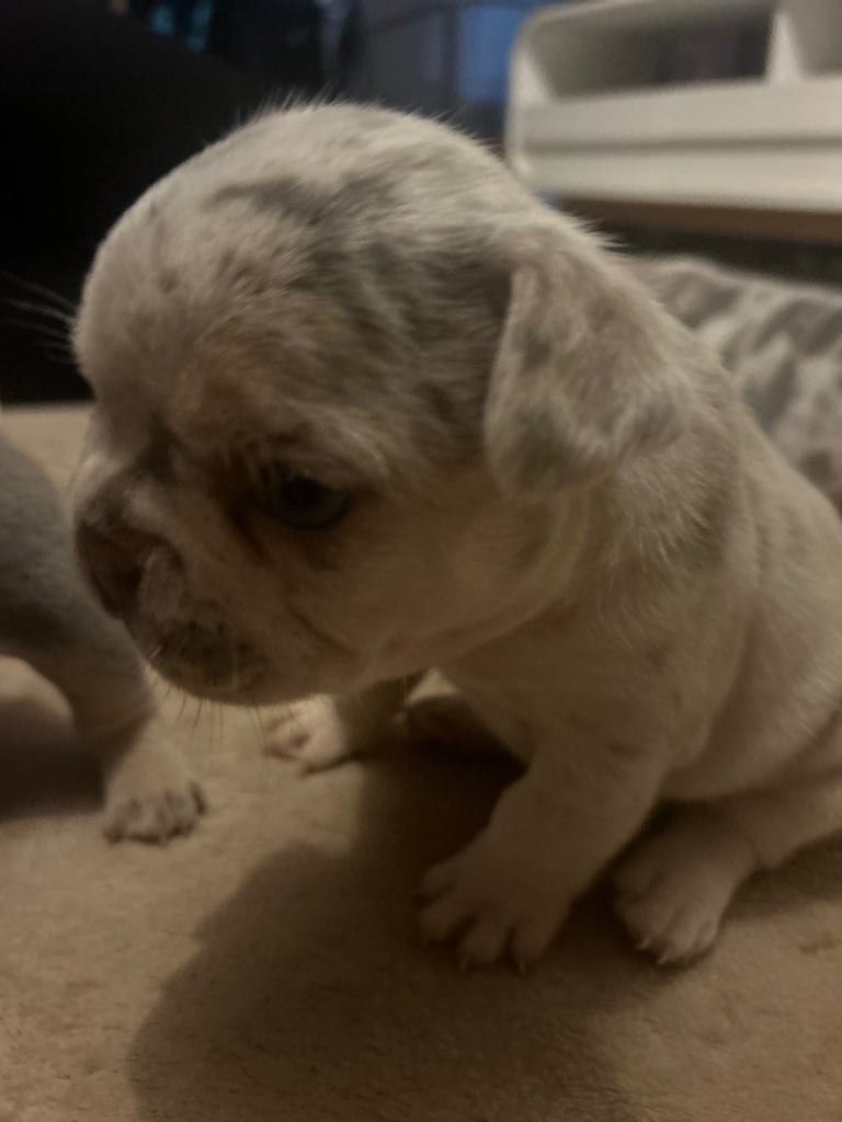 French bulldog puppies