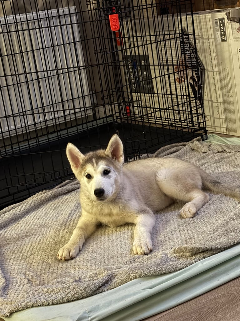 3 Beautiful Husky X Malamute Puppies for sale 
