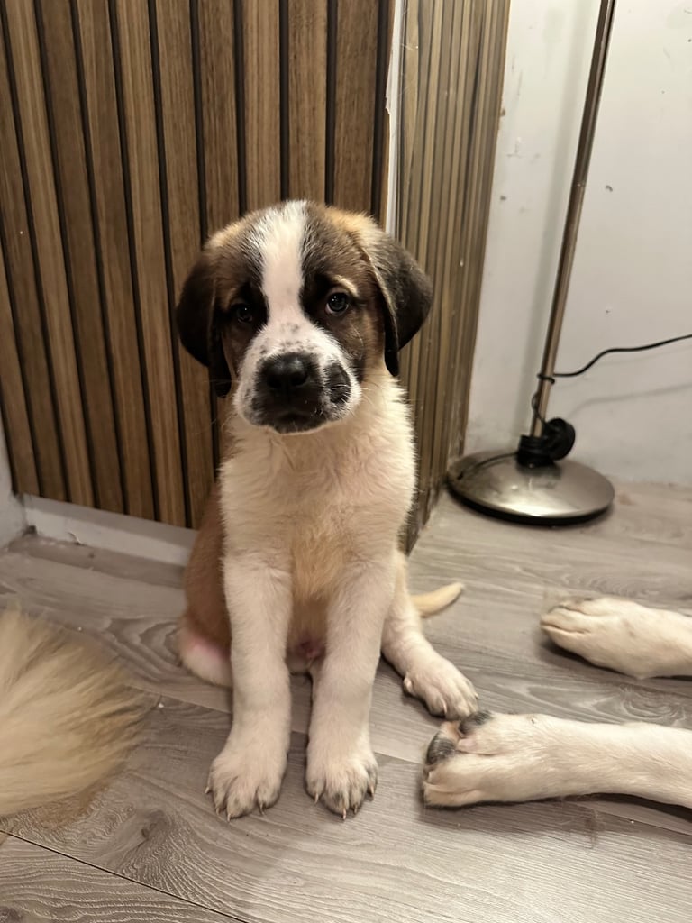 St Bernard puppies 