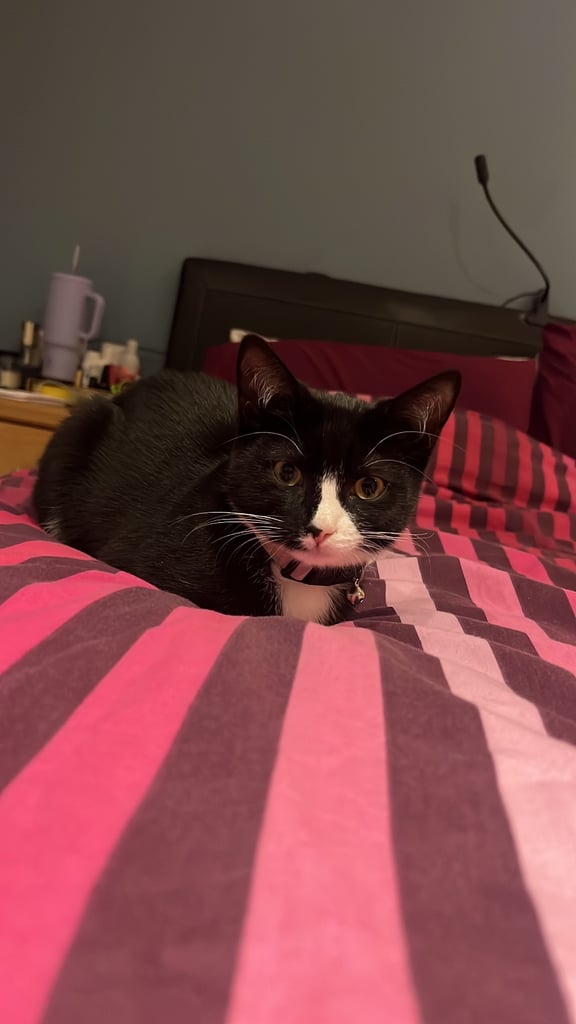 1 year old cats - boy and a girl